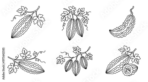 bitter melon , six black Continuous Line Art (Single Line) vector set collection , white background , PNG and SVG