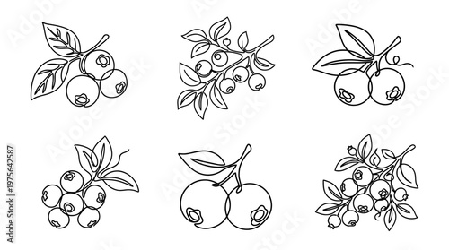 blueberry , six black Continuous Line Art (Single Line) vector set collection , white background , PNG and SVG