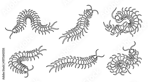 centipede , six black Continuous Line Art (Single Line) vector set collection , white background , PNG and SVG