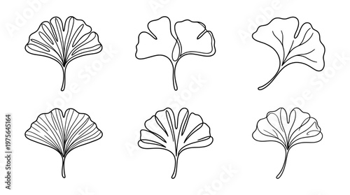 ginkgo leaf , six black Continuous Line Art (Single Line) vector set collection , white background , PNG and SVG