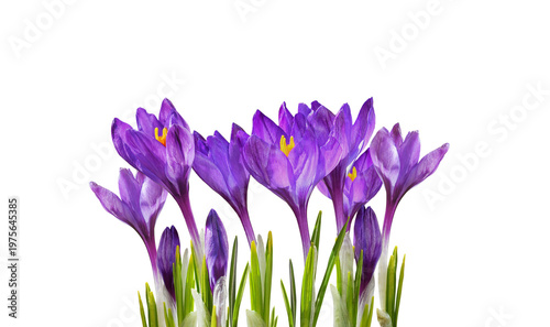 Group of purple crocus flow...