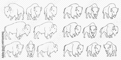 Set of various bison outlines, hand-drawn vector illustrations of American buffalo in different poses, perfect for wildlife and nature designs.