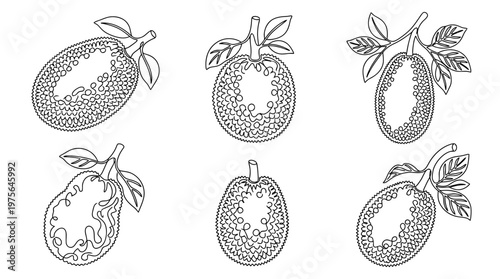 jackfruit , six black Continuous Line Art (Single Line) vector set collection , white background , PNG and SVG