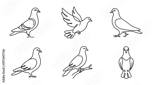 pigeon , six black Continuous Line Art (Single Line) vector set collection , white background , PNG and SVG