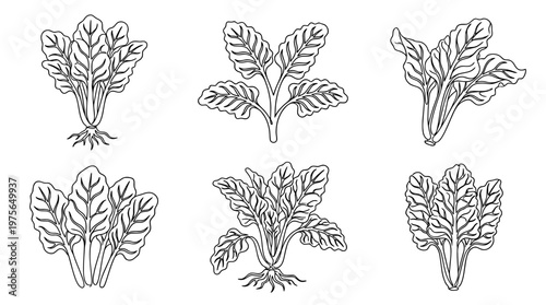 swiss chard , six black Continuous Line Art (Single Line) vector set collection , white background , PNG and SVG