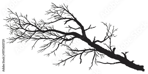 Intricate black ink drawing of a detailed dandelion plant with seeds