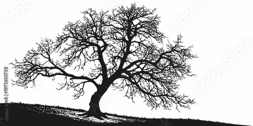 Bare tree with intricate branches against a plain background