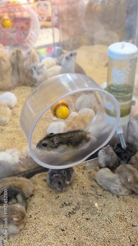 Cute hamster running on an exercise wheel in a pet shop cage, vertical video.