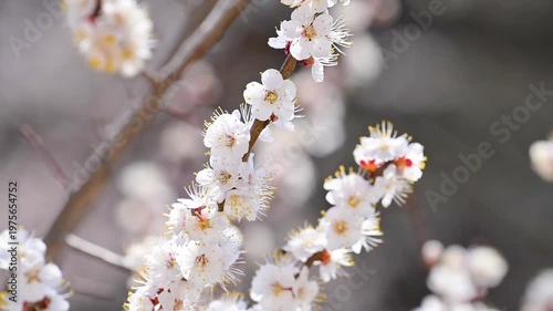 flowering apricot branches in spring