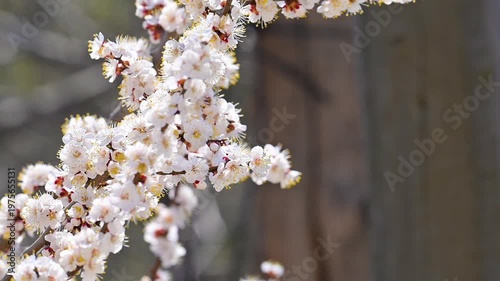 flowering apricot branches in spring