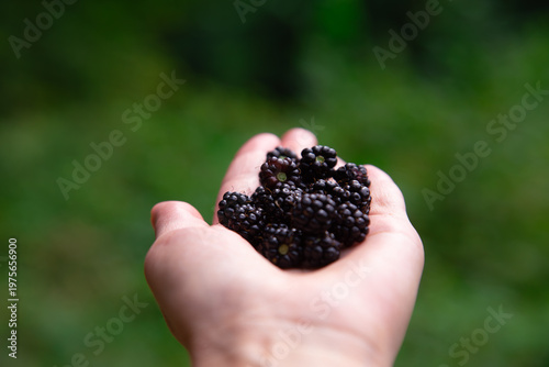 Photos Fresh wild blackberry Rubus fruticosus fruits resting in human hand showing ripe
