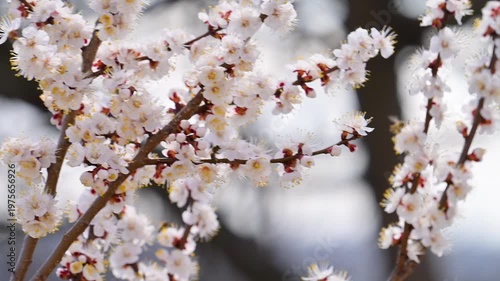 flowering apricot branches in spring