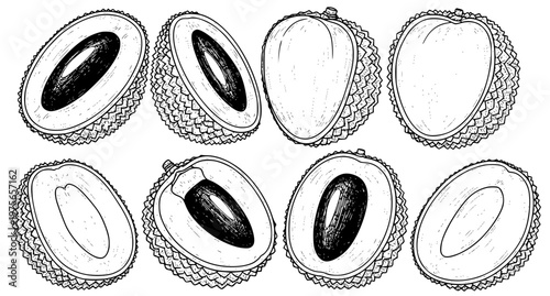 Sliced Lychee Fruit Sketch Vector Illustration Set