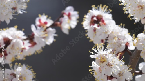 flowering apricot branches in spring