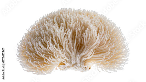 Creamy white Lion s Mane mushroom with cascading tendrils, isolated on transparent background