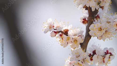 flowering apricot branches in spring