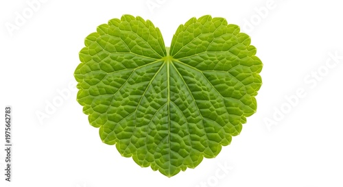 Heart-Shaped Green Leaf Isolated on White Background, Symbol of Nature.