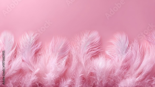 Delicate pink feathers with white frosty accents shimmer softly against a smooth pastel pink background under gentle lighting creating an ethereal and serene atmosphere