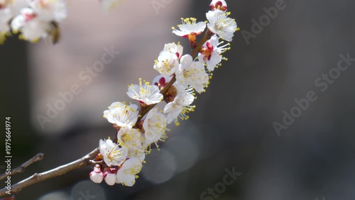 flowering apricot branches in spring