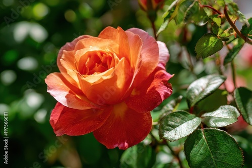 Vibrant orange rose in full bloom glistening with dew drops set against a soft green leafy blurred garden background with bright natural sunlight highlighting petal textures and vibrant colors in a