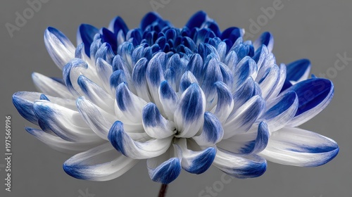 Close up Macro Photography of a Chrysanthemum Flower with White Petals Dipped in Vibrant Blue Ink Against a Soft Gray Background