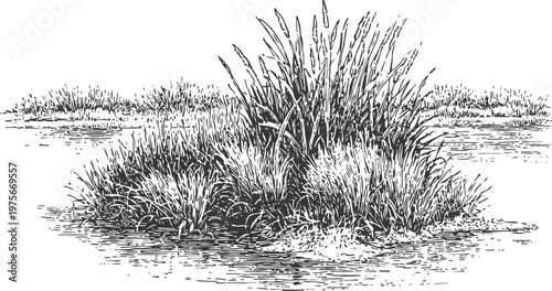 mangrove island with dense reed and grass plants in shallow water black and white hand drawn natural wetland scene