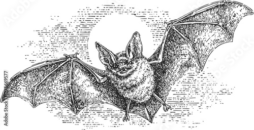 Flying bat with outstretched wings at night detailed vintage engraving sketch of nocturnal mammal