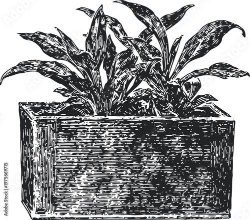 hand drawn potted plant in rectangular wooden planter box with lush foliage and broad leaves