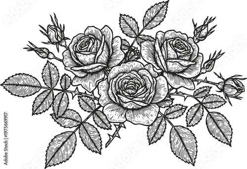 Detailed black and white rose branch illustration with blooming flowers and leaves
