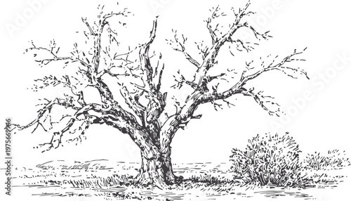 leafless tree and bush sketch detailed black and white nature drawing of barren tree with exposed branches
