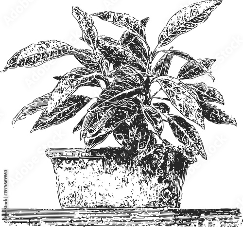 Indoor potted houseplant with broad leaves in a rectangular container on wooden surface