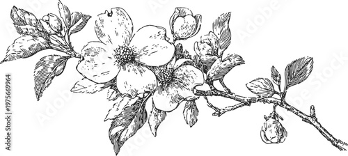 Vintage botanical illustration of blooming apple tree branch with flowers and leaves