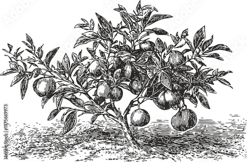 hand drawn illustration of a mature fruit tree with ripe fruits and detailed leaves in black and white