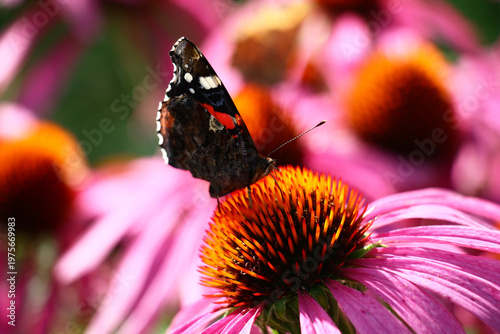 In a garden on a large flower of a echinacea motley beautiful butterfly sit.