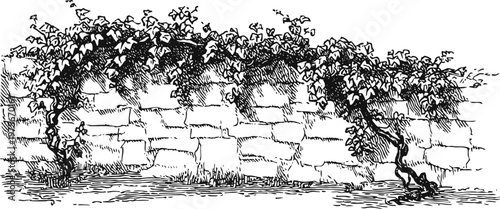 Hand drawn grapevine illustration climbing over old stone wall with leaves and tendrils detailed ink sketch