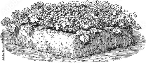 Vintage illustration of square planter box filled with flowering plants and leaves