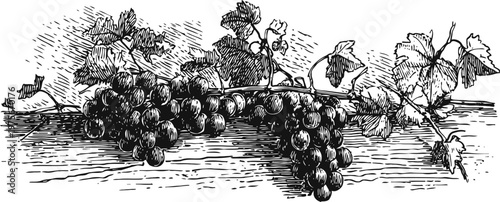 Vintage illustration of grapevine with clusters of grapes and detailed leaves in black ink