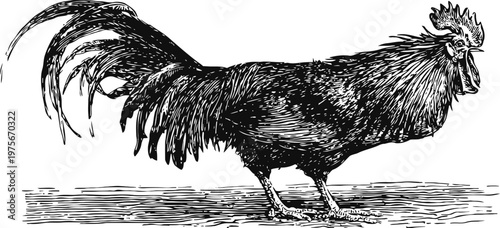 detailed vintage illustration of a rooster standing on the ground with elaborate feather texture