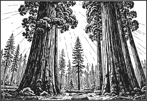 Giant sequoia trees in forest clearing with sunlight rays shining through branches