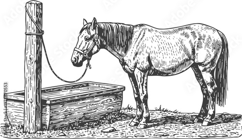 Horse tied to post near wooden watering trough, vintage farm animal illustration