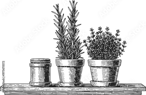 Hand drawn illustration of rosemary and thyme potted herbs with a spice jar on wooden shelf