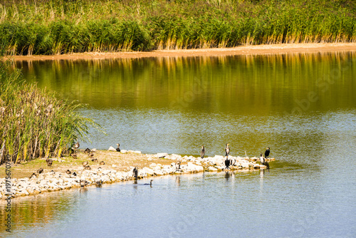 View of Lake Friessnitz and the surrounding landscape. Nature by the lake near Friessnitz in Thuringia.
