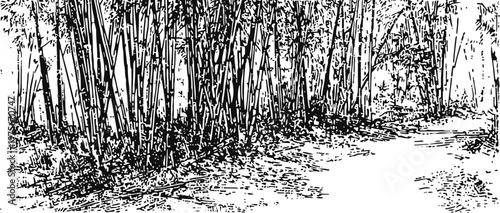 bamboo forest pathway with dense tall stalks and textured ground in black and white illustration