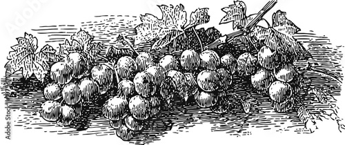 Detailed vintage engraving of grapevine with ripe grapes and leaves in black and white