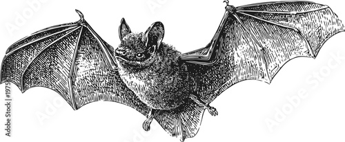 Flying bat illustration with outstretched wings in detailed hand drawn style, nocturnal mammal sketch