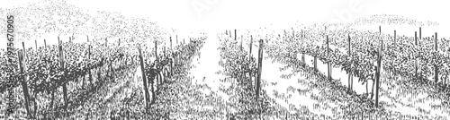 vineyard rows with grapevines stretching into the distance in a rural agricultural landscape