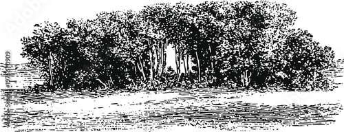 Dense forest grove with thick trees and bushes, natural landscape black silhouette illustration