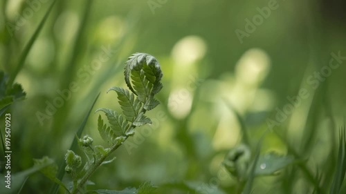 Unfurling fern frond in the forest, close-up of a young green fiddlehead plant growing in nature with soft bokeh background.