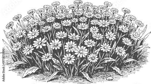cluster of blooming daisies with grass and leaves in detailed black and white illustration
