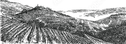 Detailed hand drawn vineyard landscape with rolling hills, rows of grapevines, and distant trees